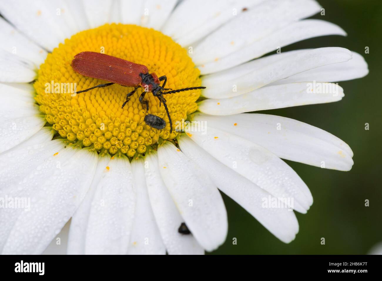 Coleottero con ali di rete (Lygistopterus sanguineus), siede su una diasy bue-eye, Germania Foto Stock