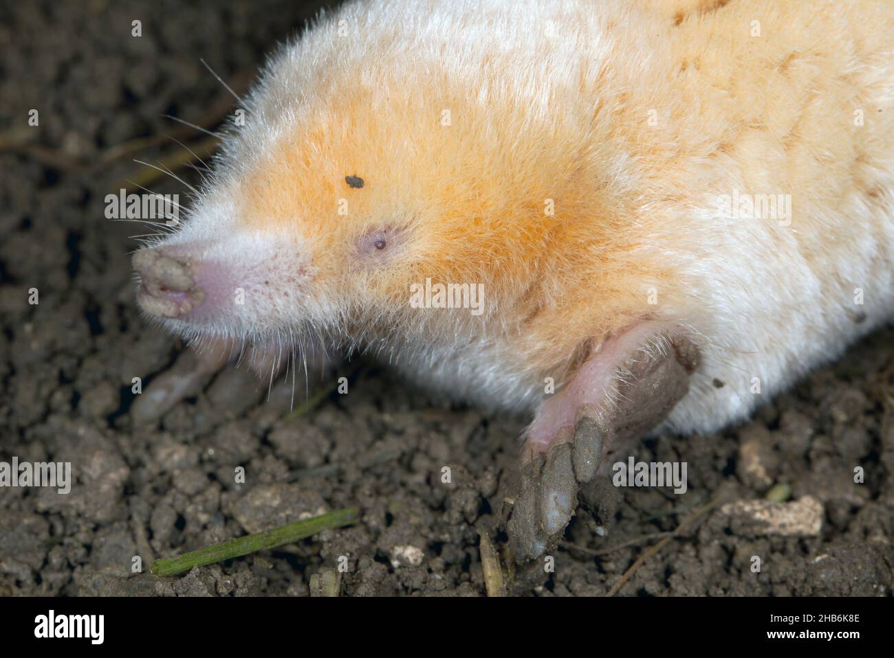 Mole europee, mole comuni, mole settentrionali (Talpa europaea), albino, ritratto , Germania Foto Stock