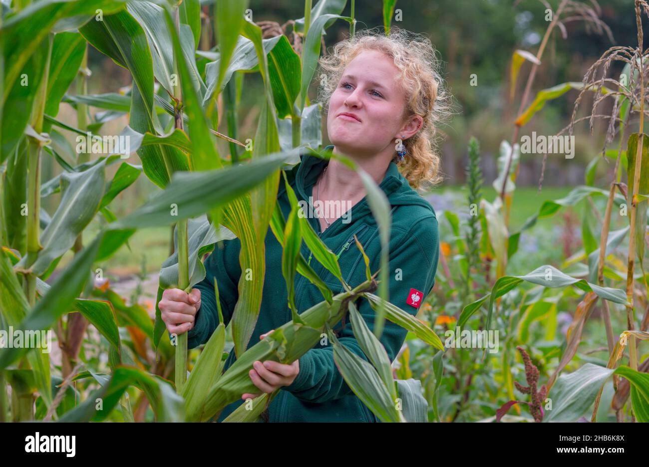 Mais indiano, mais (Zea mays), giovane donna giardiniera al raccolto di mais in un giardino di raccolto , Germania, Amburgo, Flottbek Foto Stock