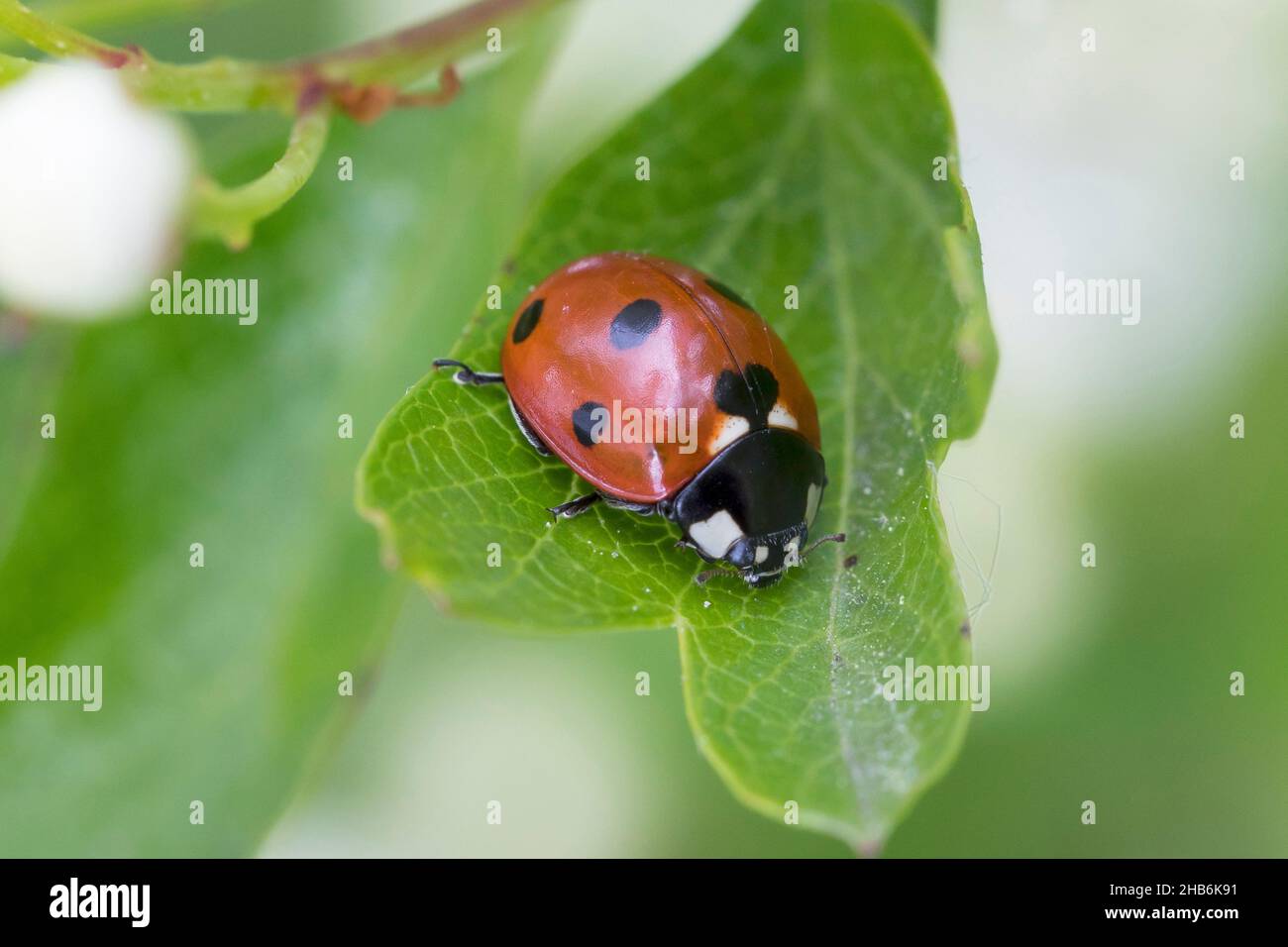 Ladybird a sette punti, ladybird a sette punti, ladybird a 7 punti (Coccinella septempunctata), siede su una foglia, Germania Foto Stock