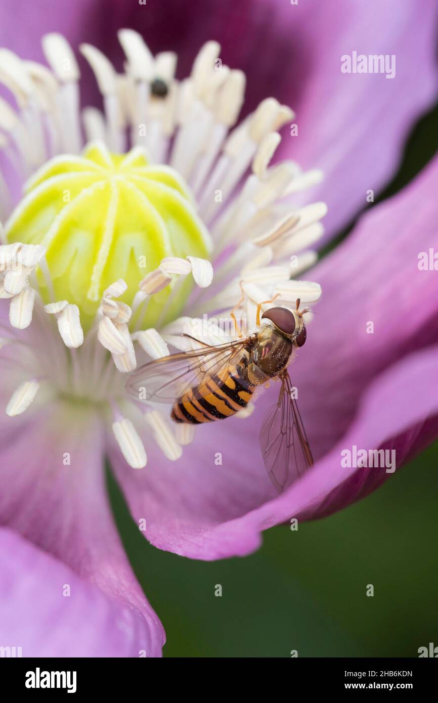 Marmalata hoverfly (Episyrphus balteatus), femmina raccoglie polline con i suoi proboscis, visitando un fiore di oppio papavero, Papaver somniferum, Germania Foto Stock