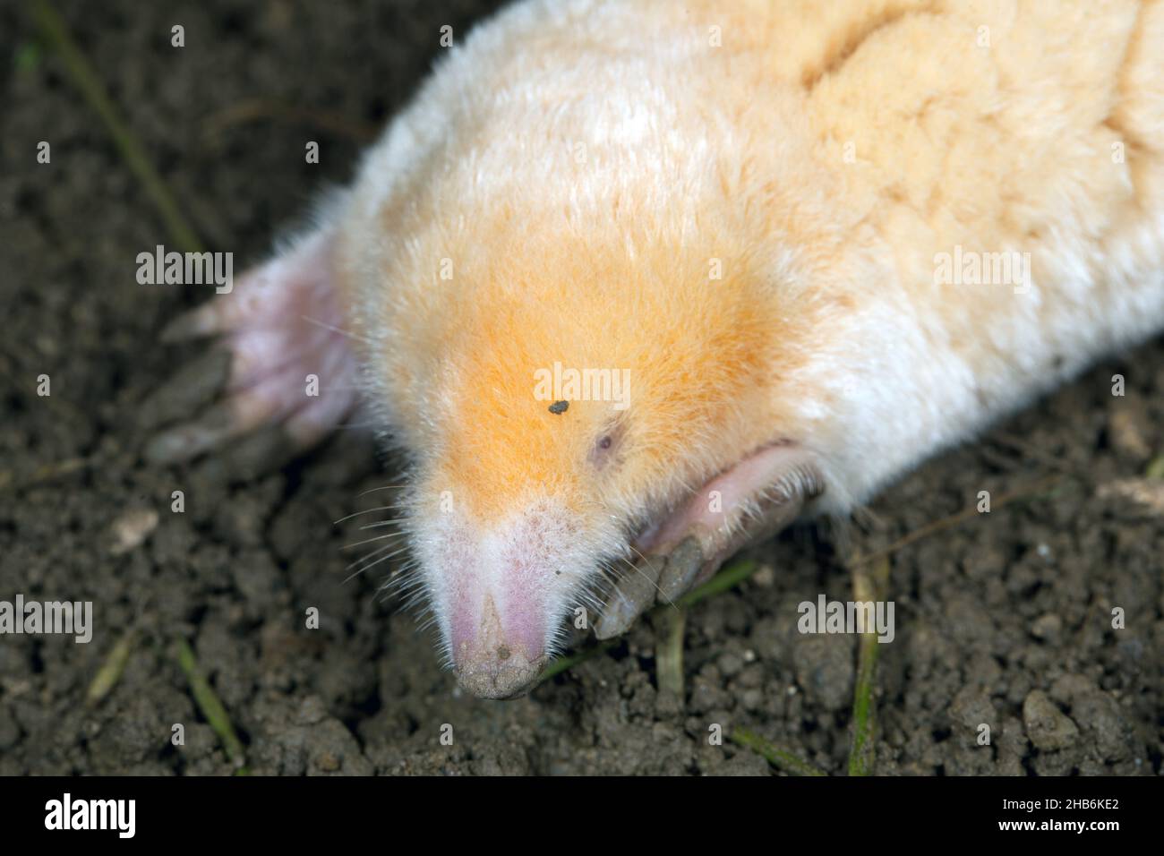 Mole europee, mole comuni, mole settentrionali (Talpa europaea), albino, ritratto , Germania Foto Stock