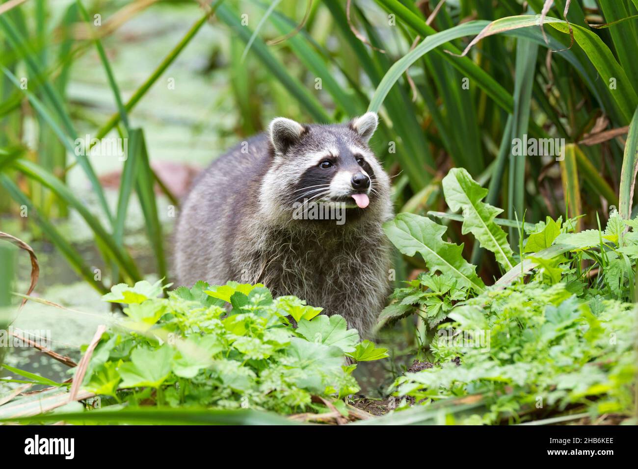 Raccoon comune (Procyon lotor), pokes fuori la sua lingua, Germania Foto Stock