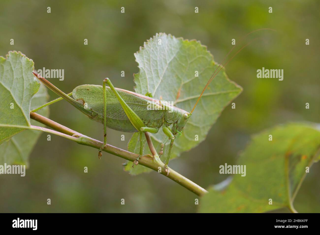 Cricket verde twitching, cricket verde twitching bush, cricket verde twitching (Tettigonia cantans), femmina con ovipositor, Germania Foto Stock