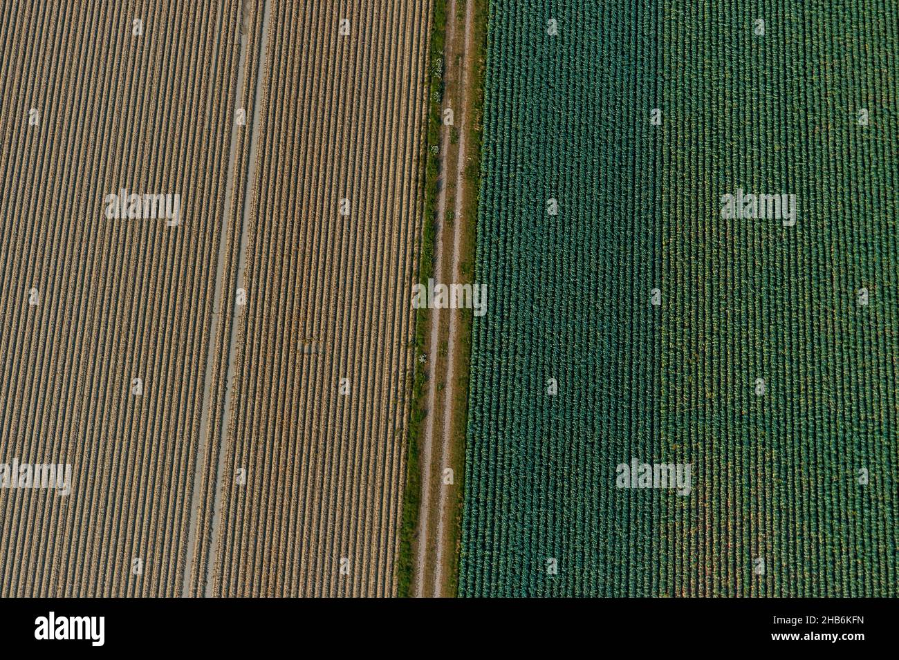 campo di kale e campo di patate, vista aerea, Germania, Schleswig-Holstein Foto Stock