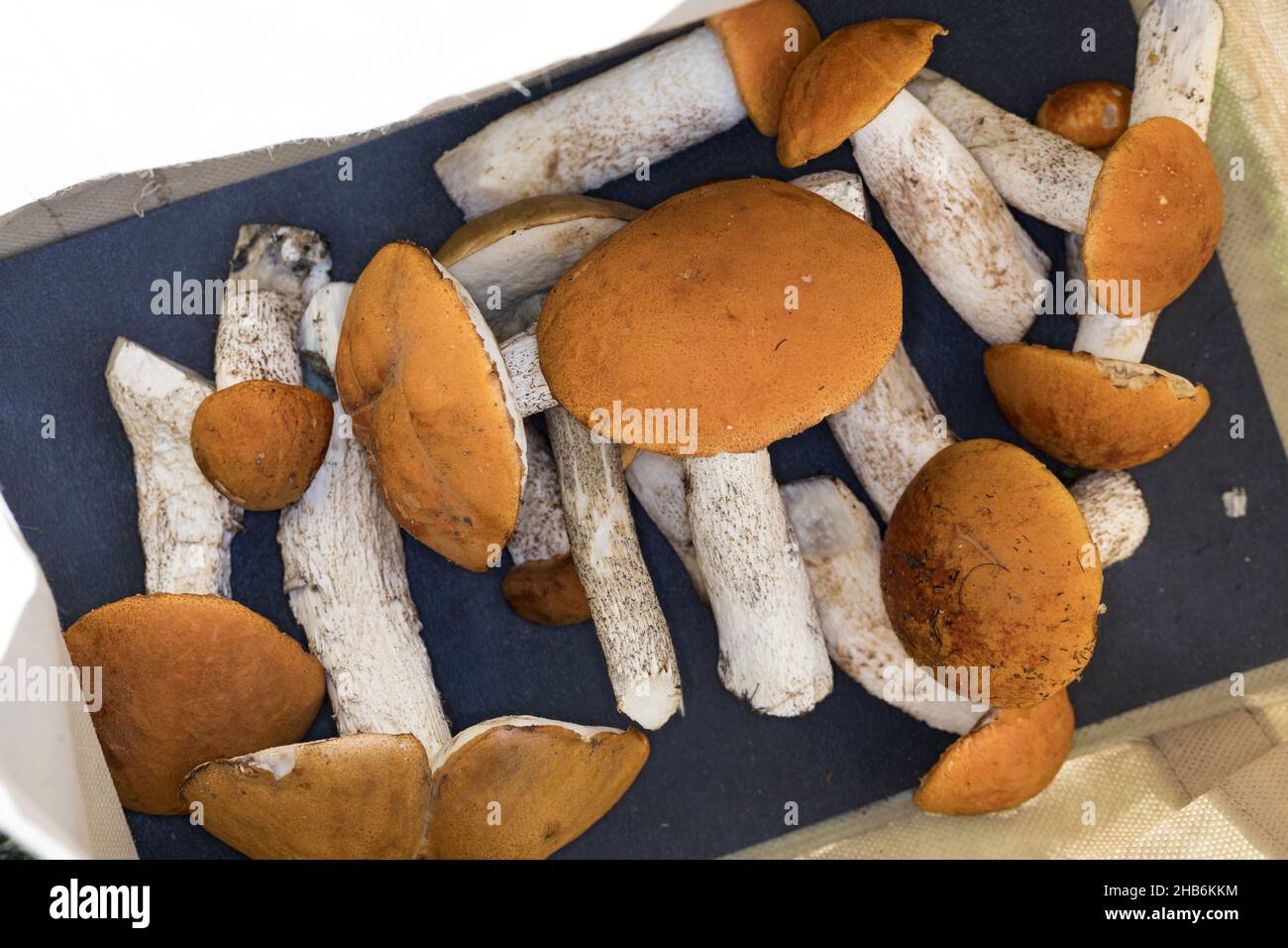 Peduncolo con tappo rosso, boleto con tappo rosso, Boleto con tappo arancione, peduncolo con tappo rosso (leucopodium di Leccinum, rufum di Leccinum, aurantiacum di Leccinum), Foto Stock