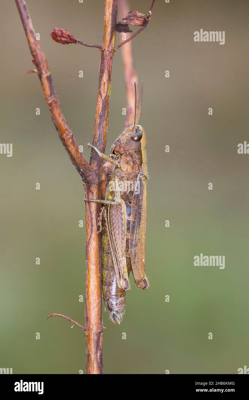 Grasshopper prato (Chorthippus dorsatus), femmina siede su un gambo, Germania Foto Stock