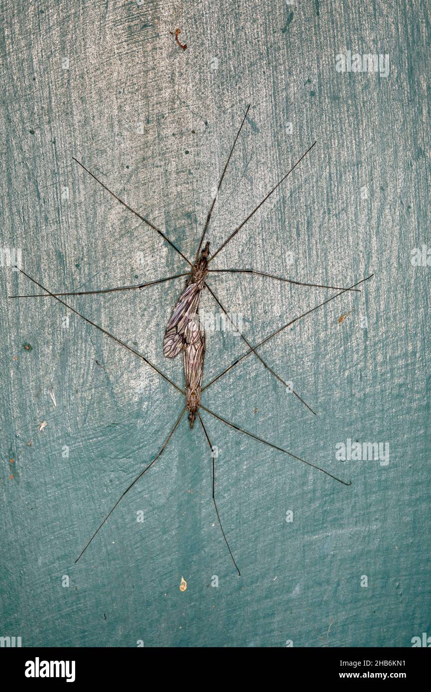 Gru-mosche, gru-mosche, daddy-long-Legs (Tipula spec.), accoppiamento, Germania Foto Stock