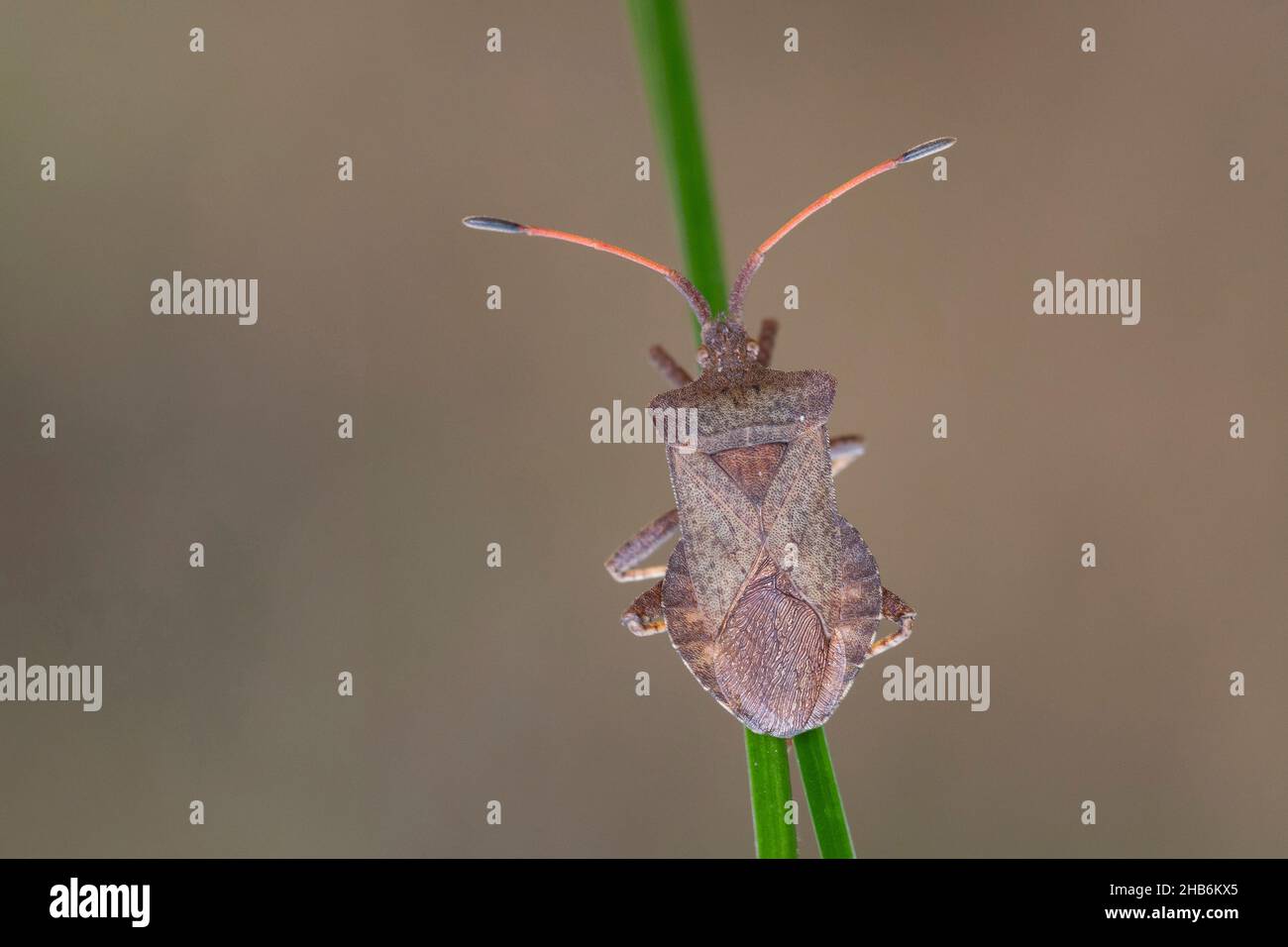 Squash bug (Coreus marginatus, Mesocerus marginatus), siede a una lama di erba, Germania Foto Stock