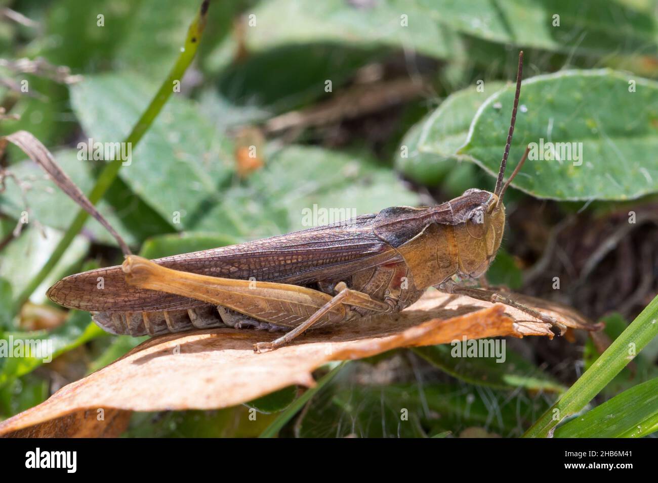 Grasshopper da campo, grasshopper da campo comune (Chorthippus brunneus, Glyptobotrus brunneus, Chorthippus bicolor, Stauroderus brunneus), femmina siede sopra Foto Stock