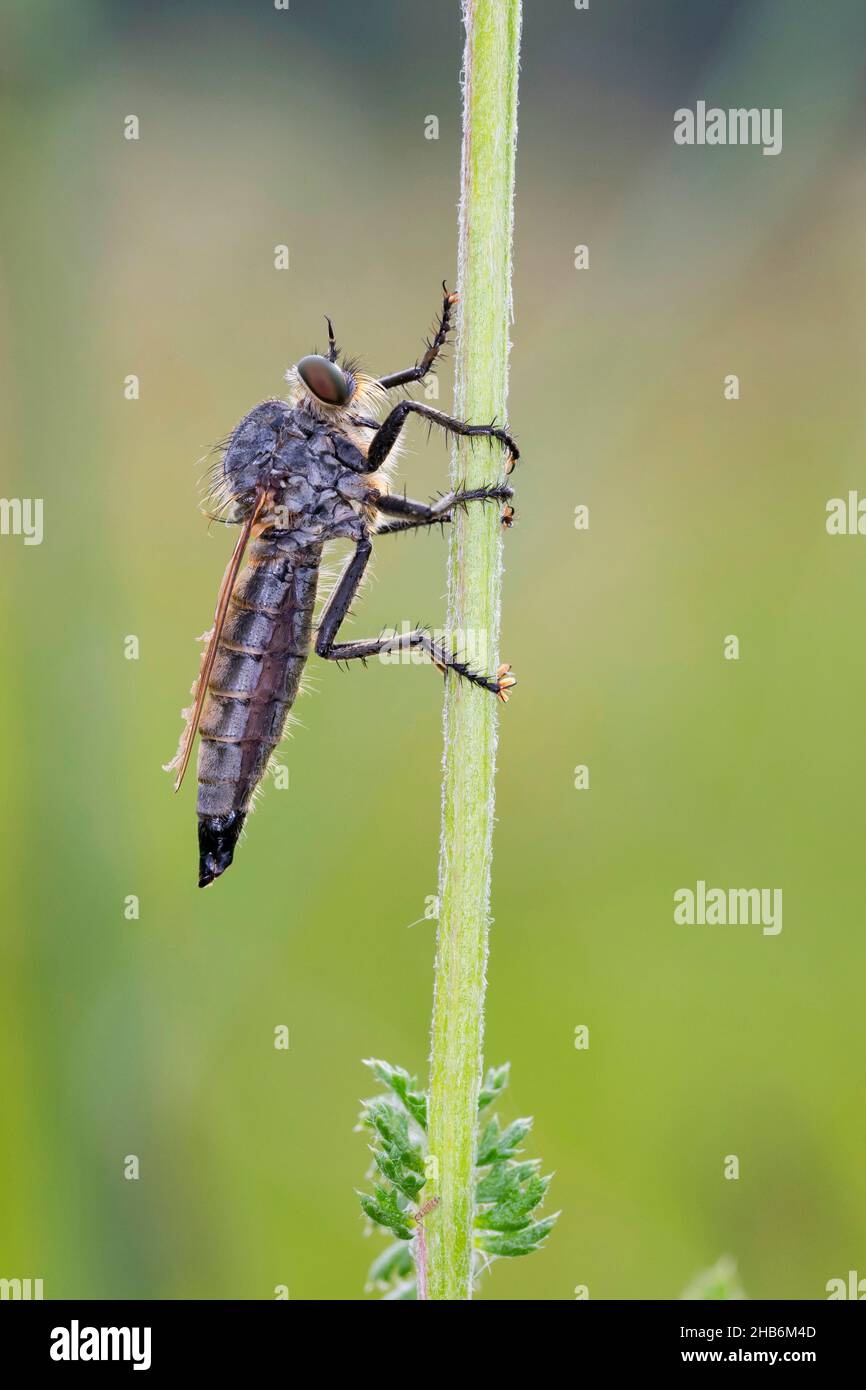 Golden-tabbed Robber Fly (Eutolmus rufibarbis), femmina, Germania Foto Stock