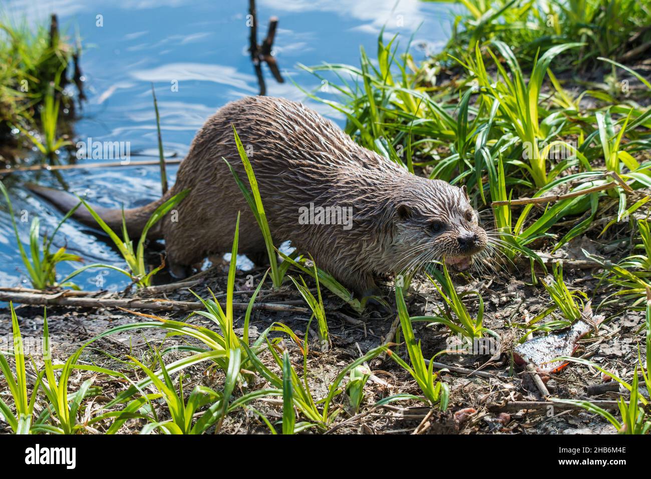 Lontra fluviale europea, lontra europea, lontra eurasiatica (Lutra lutra), esce dall'acqua, Germania Foto Stock