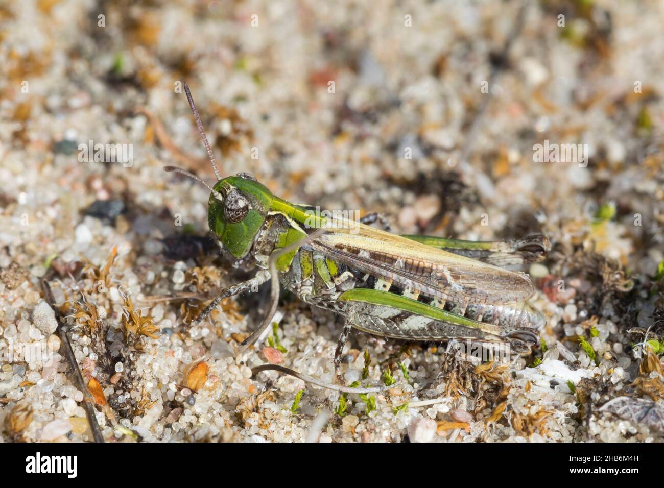 Grasshopper chiazzato (Myrmeleotettix maculatus, Gomphocerus maculatus), femmina, Germania Foto Stock