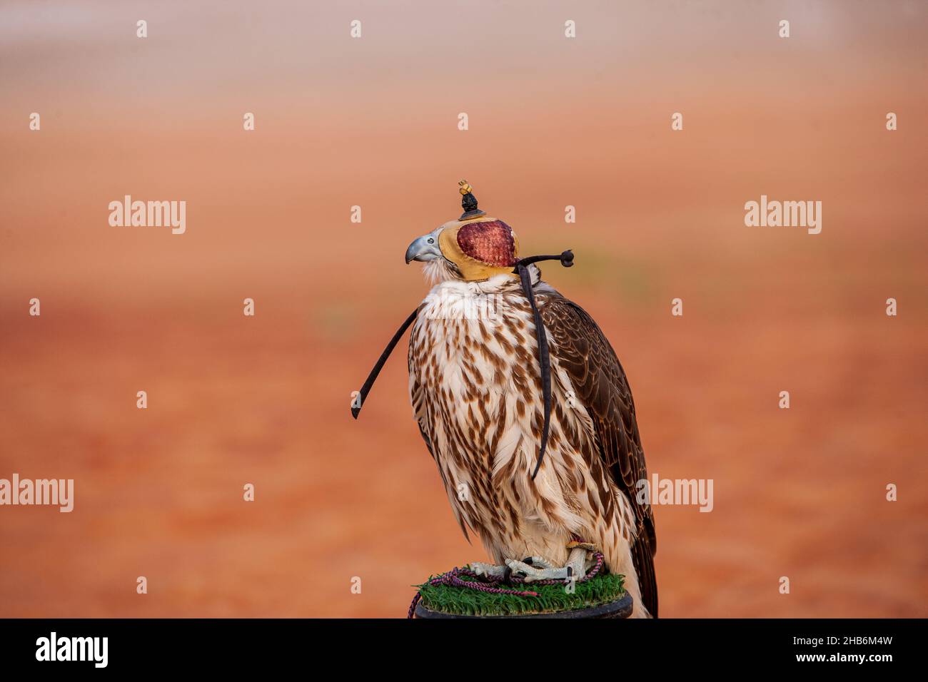 Falcon Peregrine che indossa un cappuccio in pelle nel quartiere i vuoto di Abu Dhabi Foto Stock