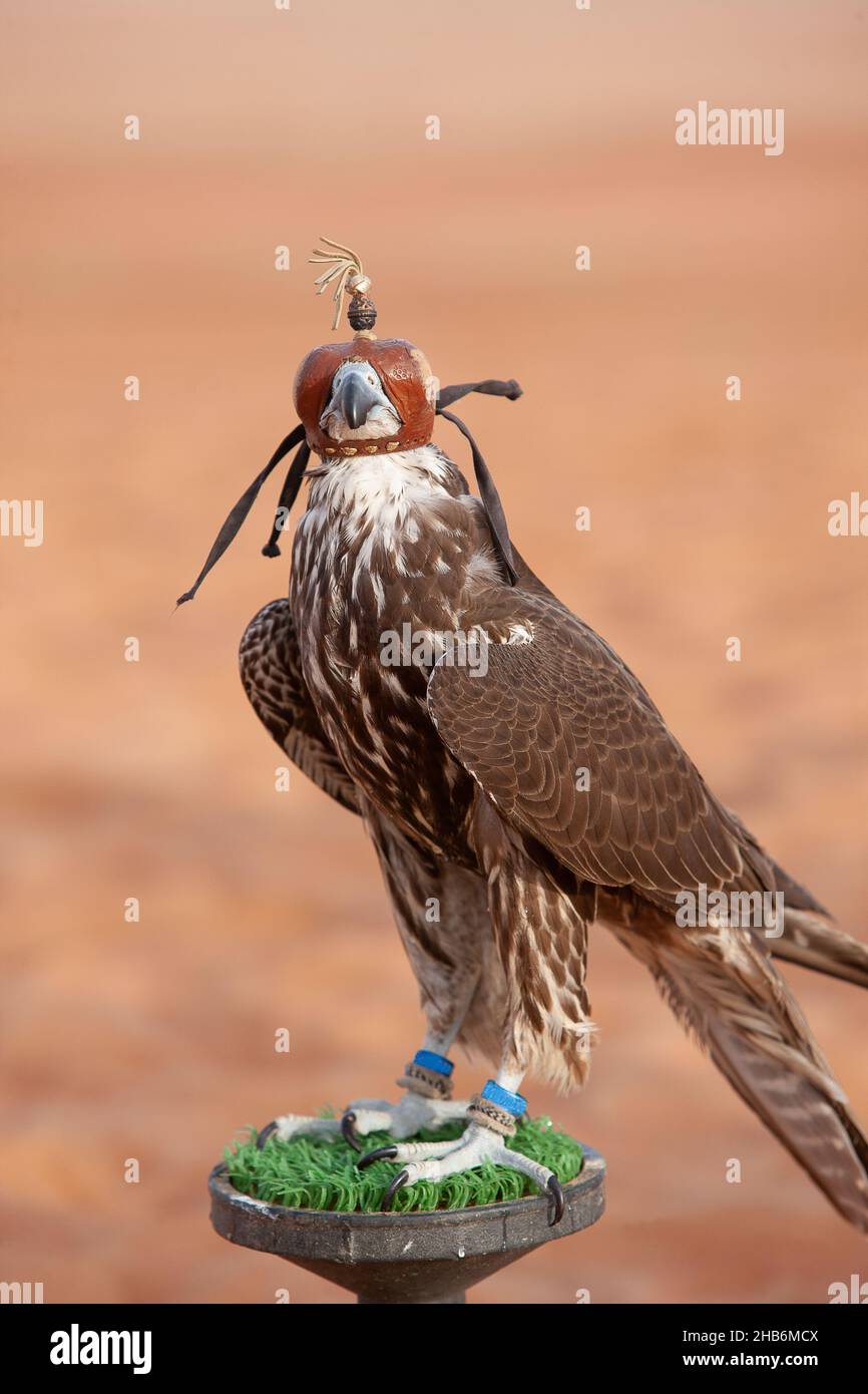 Falcon Peregrine che indossa un cappuccio in pelle nel quartiere vuoto di Abu Dhabi Foto Stock