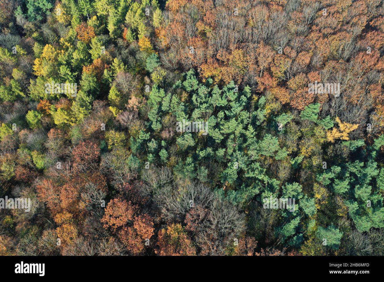 Foresta mista con colorazione autunnale nella foresta comunale di Hilden, foto aerea, Germania, Renania settentrionale-Vestfalia, Hilden Foto Stock