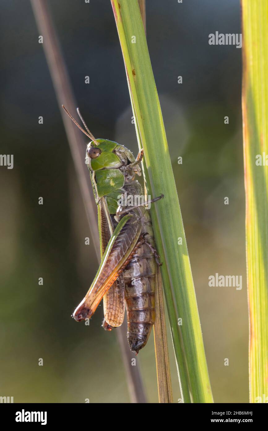 Cavalletta con alette a striscia, cavalletta foderata (Stenobothrus lineatus), femmina su una lama d'erba, Germania Foto Stock