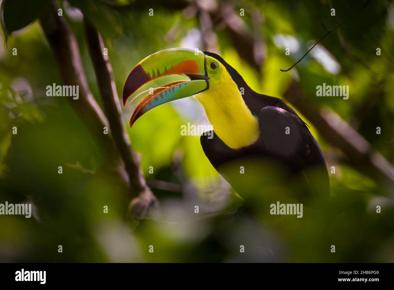 Toucan con fattura di chiglia, Ramphastos sulfuratus, all'interno della fitta foresta pluviale del parco metropolitano, Città di Panama, Repubblica di Panama, America Centrale. Foto Stock