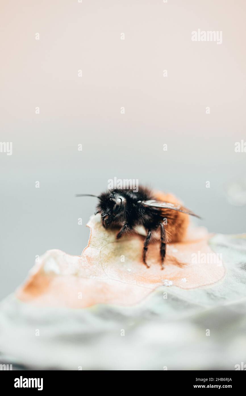 Hummel / Bumbel ape Foto Stock