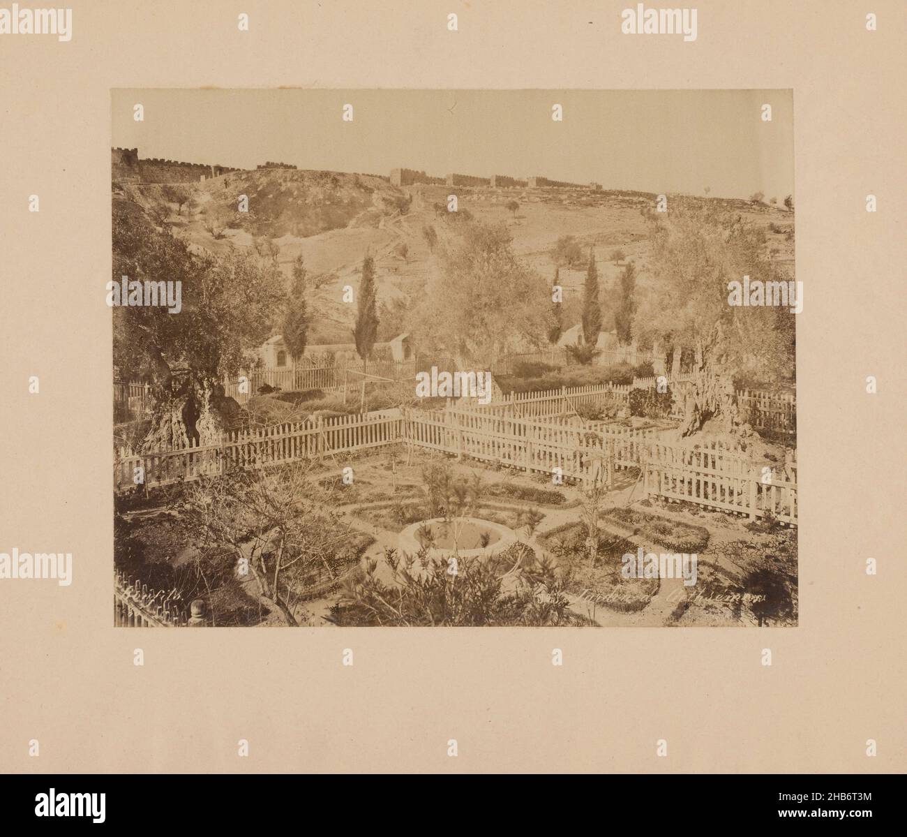 Giardino del Getsemani, Monte degli Ulivi vicino a Gerusalemme, Palestina, il giardino o giardino del Getsemani [ significa Stampa di petrolio, Bonfils (menzionato sull'oggetto), c. 1850 - c. 1900, supporto fotografico, carta, stampa albume, altezza 218 mm x larghezza 276 mm altezza 337 mm x larghezza 395 mm Foto Stock