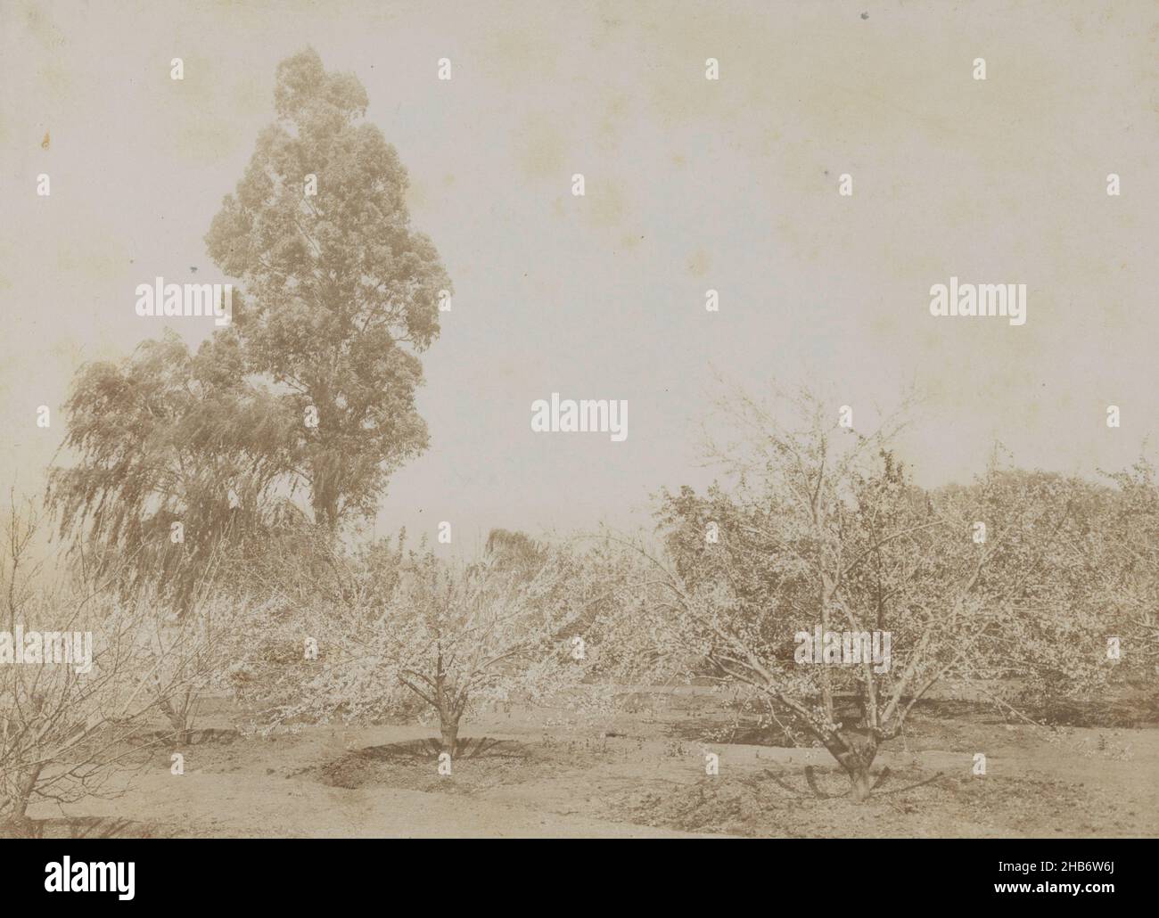 Vista di un paesaggio con alberi piantati, Cornelia Hendrika Jonker (cerchio di), 1880 - 1920, supporto fotografico, cartone, altezza 140 mm x larghezza 190 mm Foto Stock