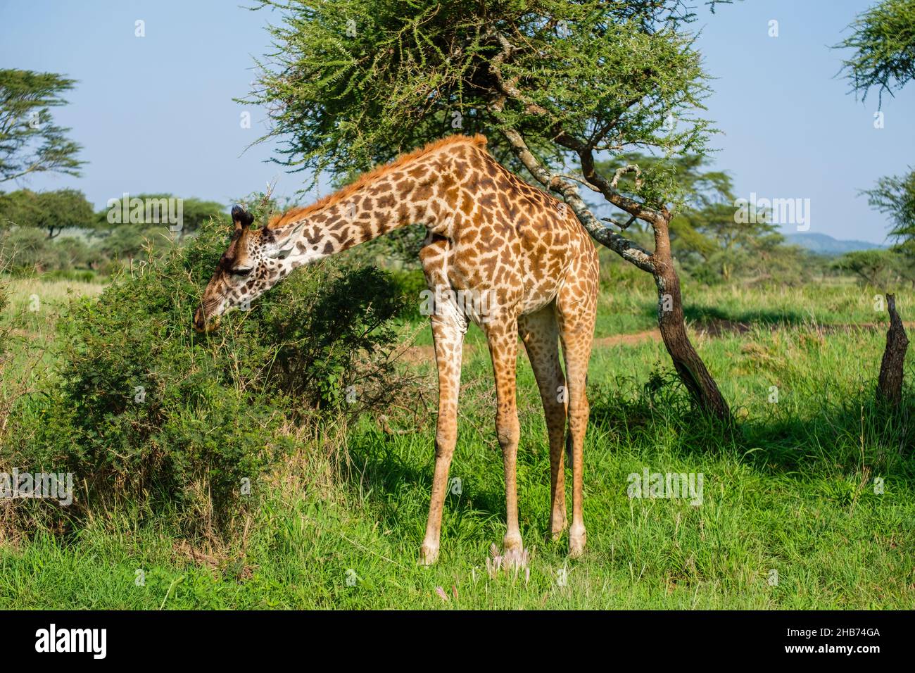 Giovani giraffe che si nutrono su un arbusto nel Parco Nazionale di Serengeti, Tanzania Foto Stock