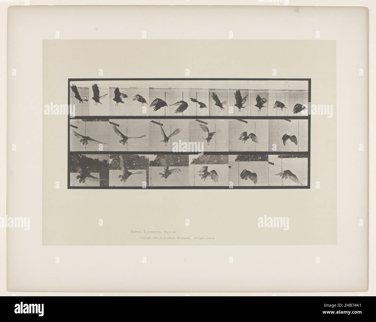 Vulture Flying, Flying Bird (Vulture) (Plate 767), Animal Locomotion ..., Philadelphia 1887 (titolo della serie), Eadweard Muybridge (menzionato sull'oggetto), Stati Uniti d'America, 1885 - 1886, carta, collotipo, altezza 485 mm, larghezza 612 mmaltezza 187 mm x larghezza 409 mm Foto Stock