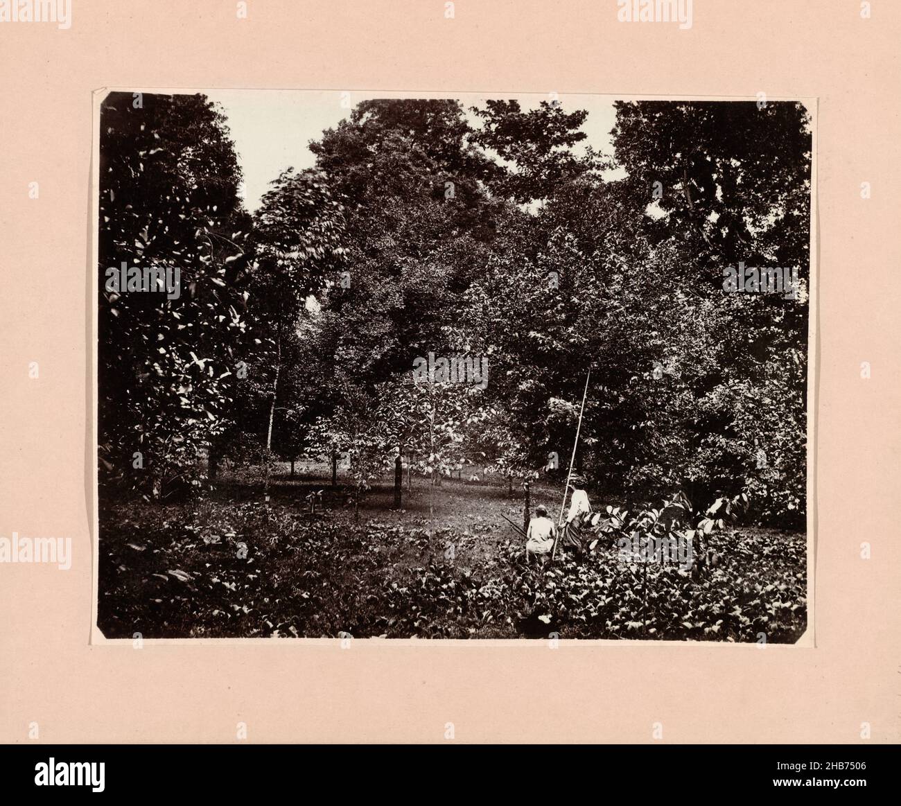 Raccolta di noce moscata ('Das Pflücken der Muskatnüsse'), C. Dietrich (fotograaf), 1875-1880, carta, stampa albume, altezza 177 mm x larghezza 235 mm Foto Stock