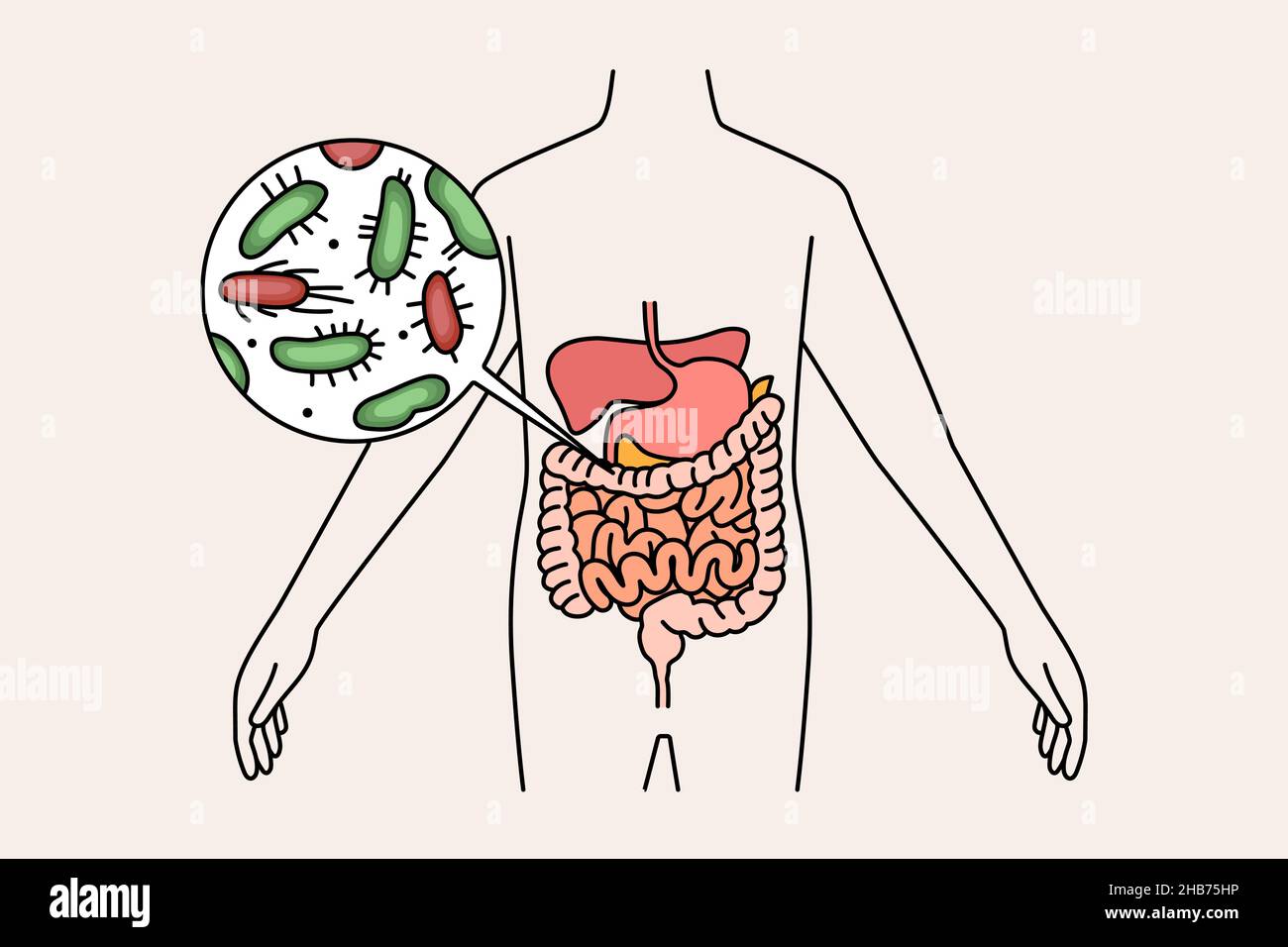 Sistema digestivo e concetto di intestino. Corpo umano con microrganismi batterici verdi e rossi in illustrazione vettoriale dello stomaco e dell'intestino Illustrazione Vettoriale