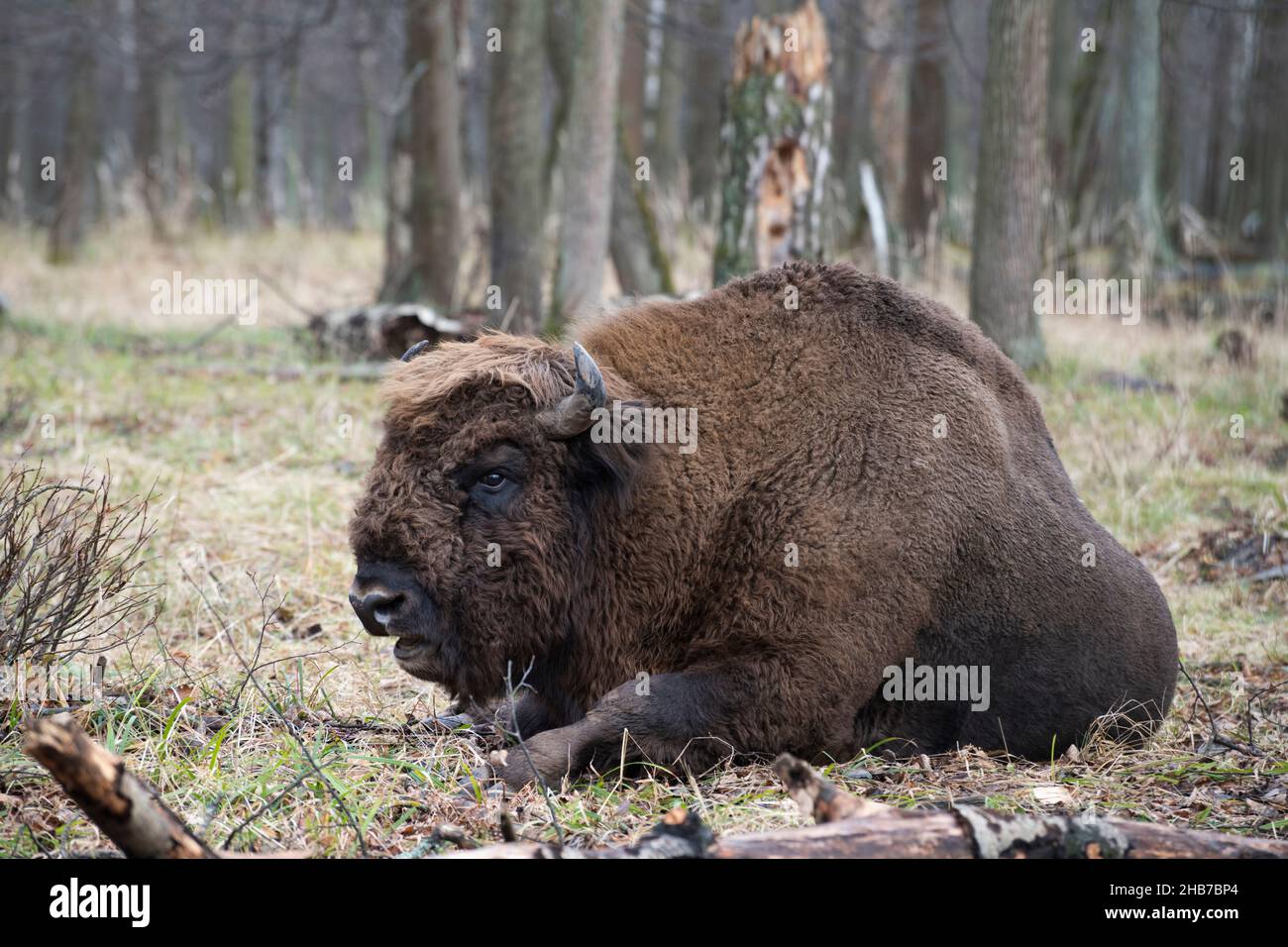 Un ritratto di un auroch maturo (bisonte europeo) giacente sul terreno, la Riserva della biosfera di Prioksko-terrasny, Russia Foto Stock Un ritratto di un auroch maturo (bisonte europeo) giacente sul terreno, la Riserva della biosfera di Prioksko-terrasny, Russia Foto Stock