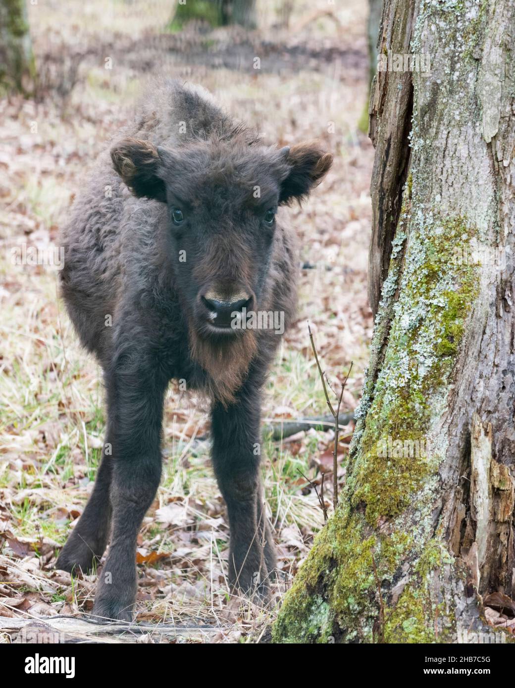 Un vitello auroch (bisonte europeo) si trova sotto l'albero, la riserva della biosfera Prioksko-terrasny, Russia Foto Stock Un vitello auroch (bisonte europeo) si trova sotto l'albero, la riserva della biosfera Prioksko-terrasny, Russia Foto Stock