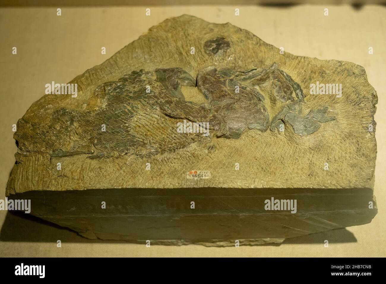 Fossile di Guiyu oneiros. Museo dei campioni dell'Istituto di Paleontologia vertebrata e Paleoantropologia Accademia Cinese delle Scienze a Pechino. Foto Stock