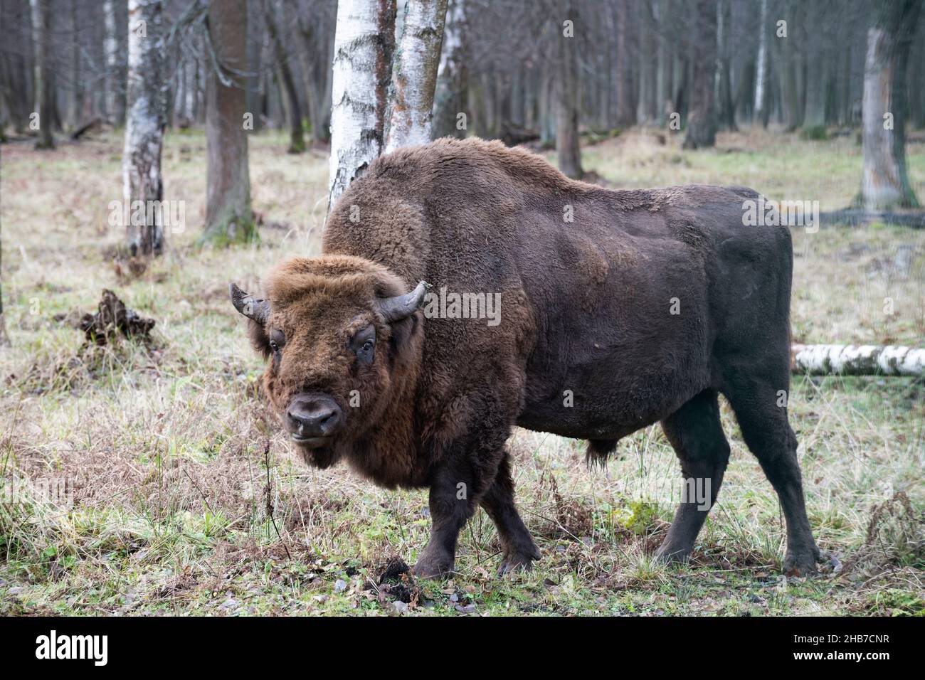 Ritratto di un auroch maschile maturo (bisonte europeo) della Riserva della biosfera di Prioksko-terrasny, Russia Foto Stock Ritratto di un auroch maschile maturo (bisonte europeo) della Riserva della biosfera di Prioksko-terrasny, Russia Foto Stock