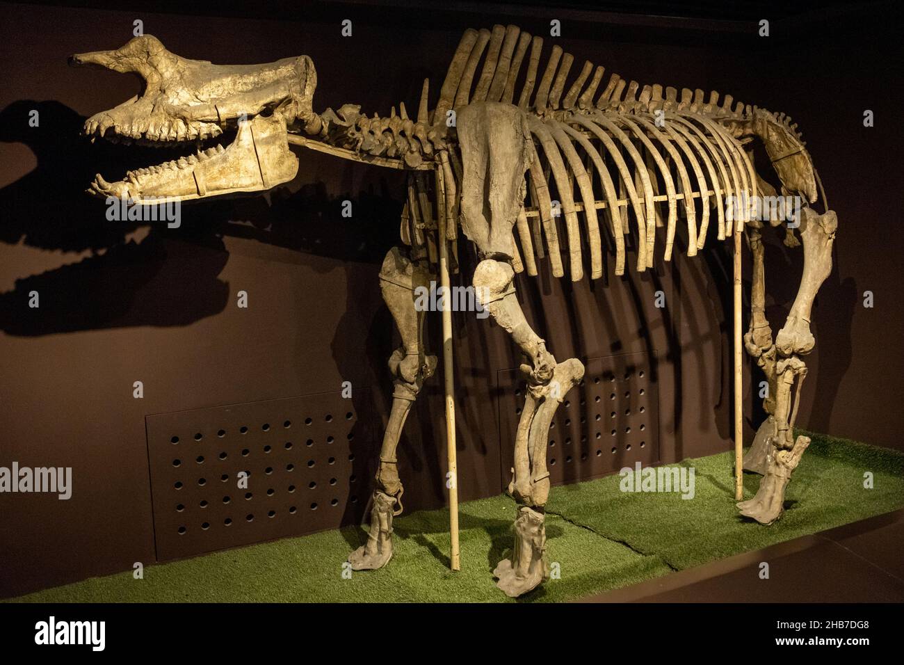 Rhinotitan mongoliens (Osborn 1925) il più completo scheletro titanotieo dell'Asia, un taxon intermedio tra Protitan ed Embolotherium. Foto Stock