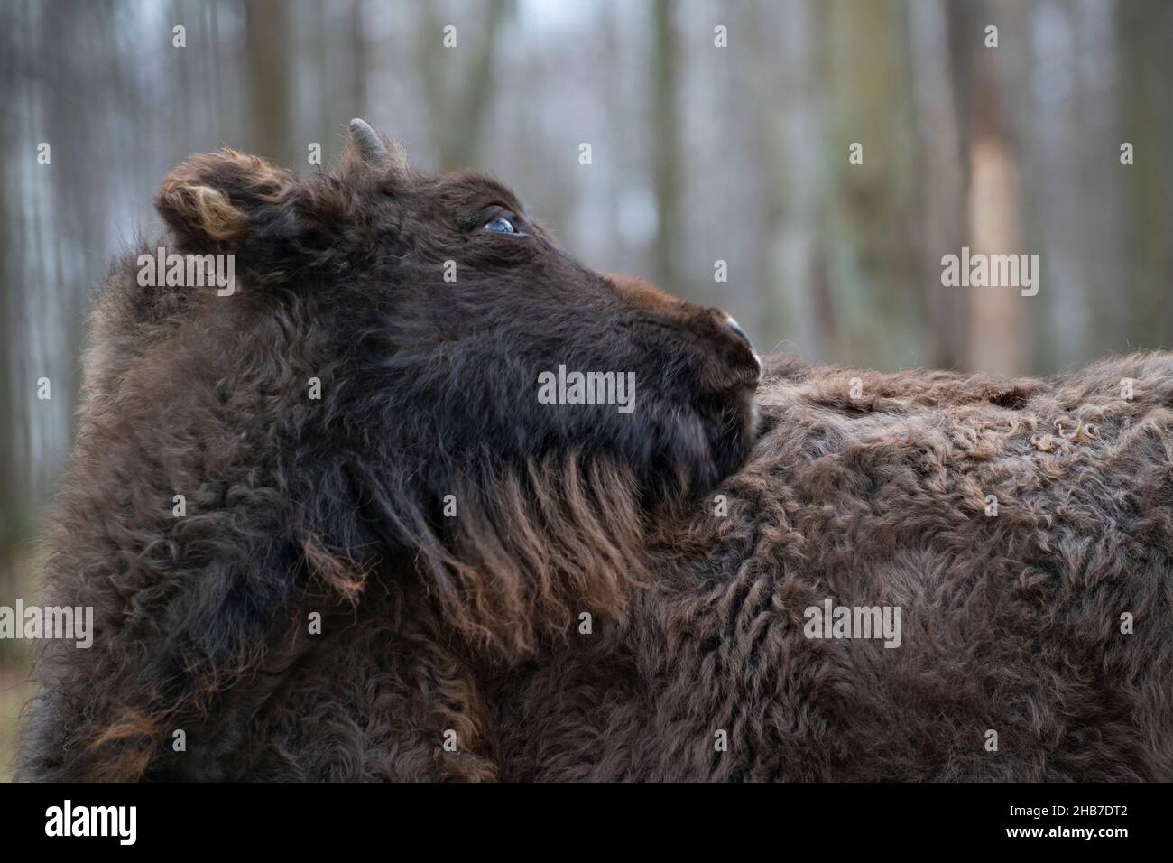 Un giovane auroch con la testa rivolta verso l'alto, la Riserva della biosfera di Prioksko-terrasny, Russia Foto Stock Un giovane auroch con la testa rivolta verso l'alto, la Riserva della biosfera di Prioksko-terrasny, Russia Foto Stock