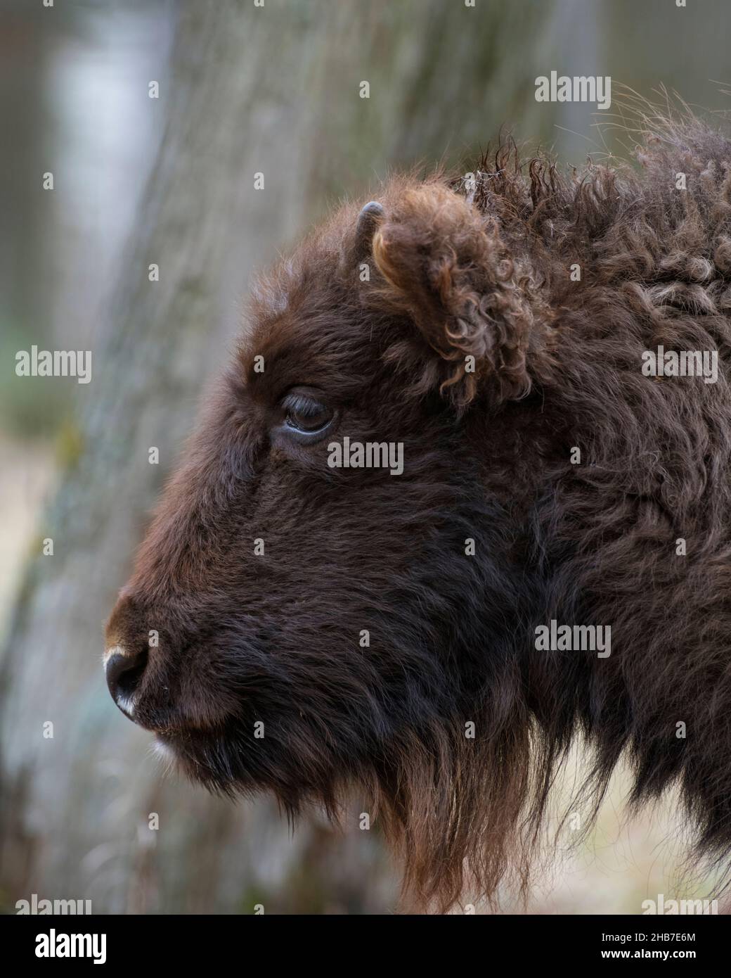 Un ritratto laterale di un giovane auroch (bisonte europeo) della Riserva della biosfera di Prioksko-terrasny, Russia Foto Stock Un ritratto laterale di un giovane auroch (bisonte europeo) della Riserva della biosfera di Prioksko-terrasny, Russia Foto Stock