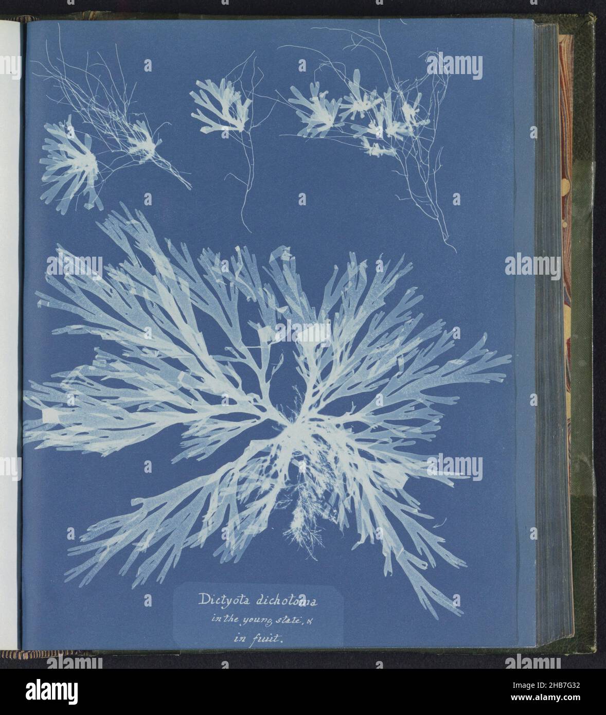 Dictyota dicotoma, nello stato giovane, &amp;, in Fruit, Anna Atkins, Regno Unito, c. 1843 - c. 1853, supporto fotografico, cianotipo, altezza 250 mm x larghezza 200 mm Foto Stock