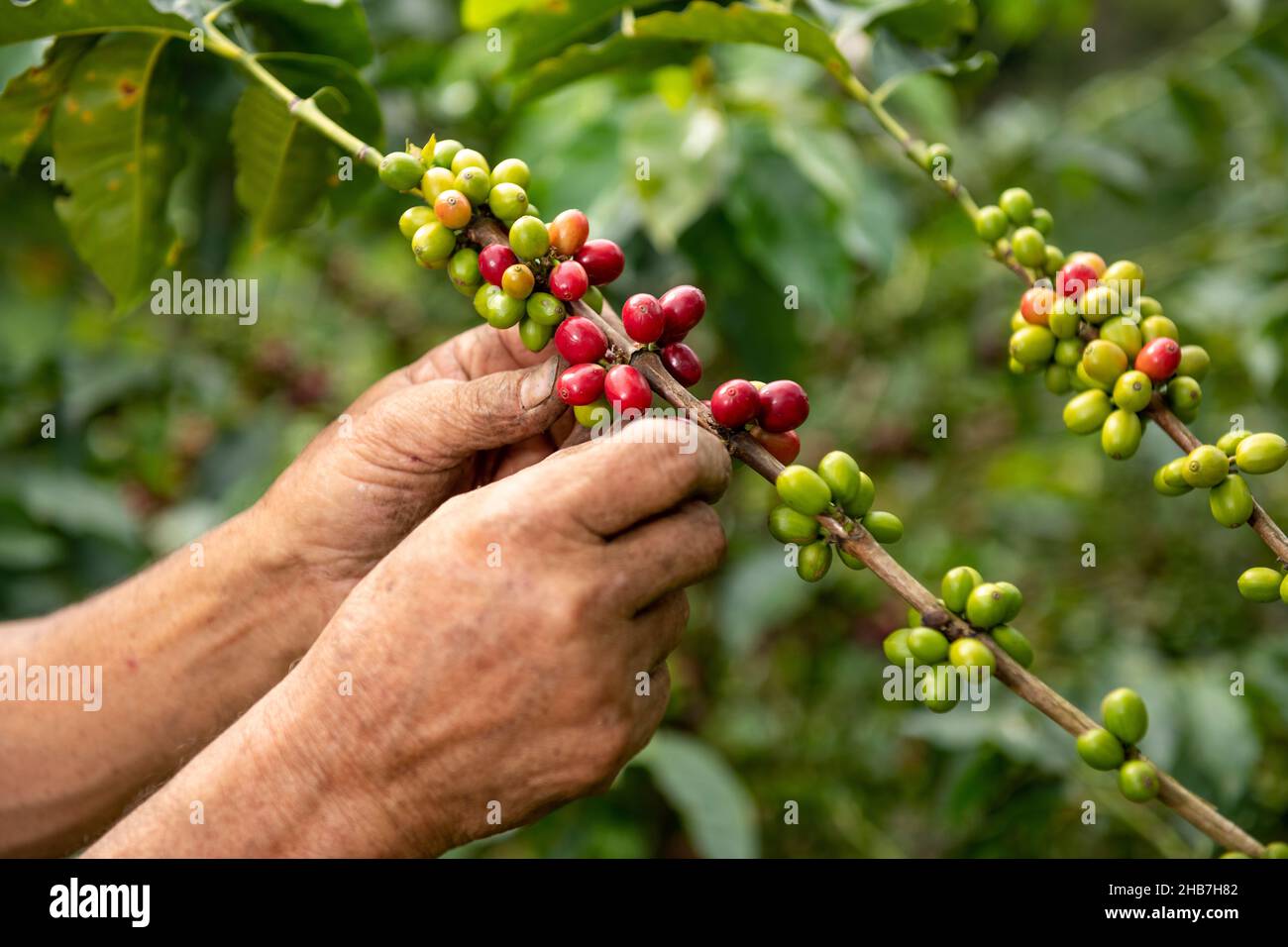 Una vista ravvicinata delle mani di un coltivatore di caffè arabica che raccoglie i fagioli maturati da una pianta nella sua fattoria in Colombia, Sud America Foto Stock