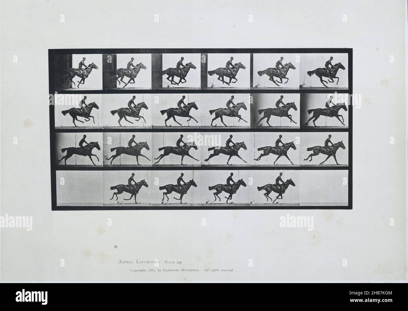 Bouquet', Galloping'Gallop; Horse Thoroughbred Bay, Bouquet', Eadweard Muybridge (menzionato sull'oggetto), 1887, carta, collotipo, altezza 480 mm x larghezza 613 mm altezza 198 mm x larghezza 370 mm Foto Stock