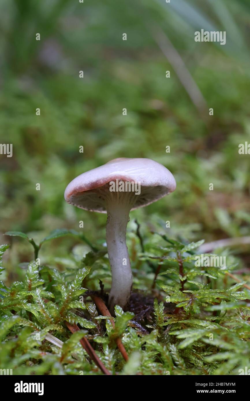 Gomphidius maculatus, conosciuto come la punta di larice o la punta di larice-cappuccio, fungo selvatico dalla Finlandia Foto Stock