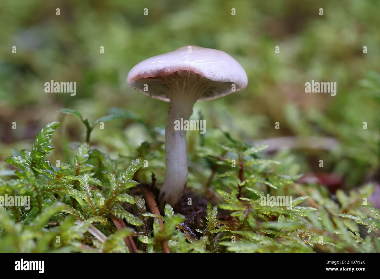 Gomphidius maculatus, conosciuto come la punta di larice o la punta di larice-cappuccio, fungo selvatico dalla Finlandia Foto Stock