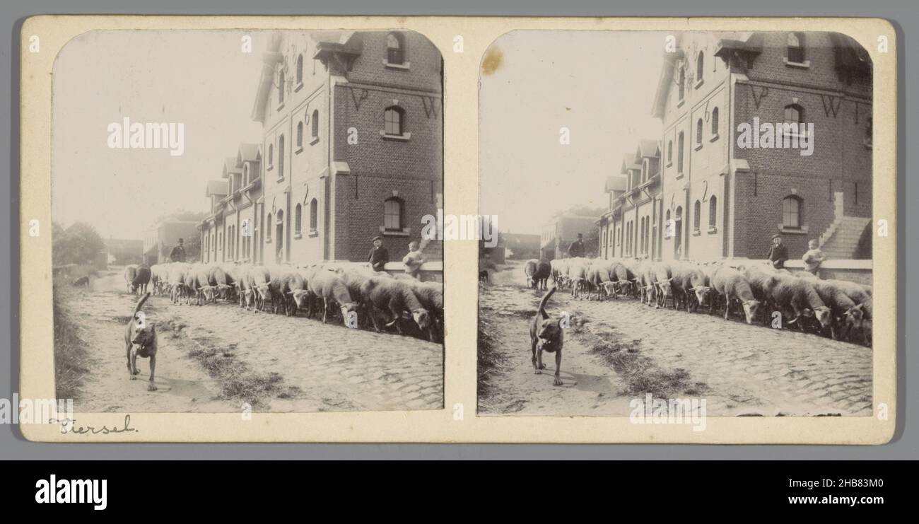 Gregge di pecore per strada accompagnato da un cane, Viersel (titolo sull'oggetto), anonimo, sconosciuto, 1890 - 1920, supporto fotografico, altezza 78 mm x larghezza 160 mm altezza 87 mm x larghezza 177 mm Foto Stock