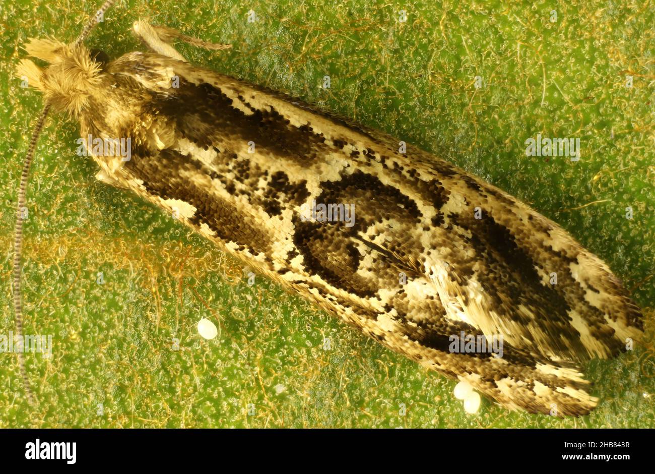 Macro vista dorsale di femmina, ovodeposizione di vestiti Moth (Moarchis inconcisella) e uovo, Australia del Sud Foto Stock