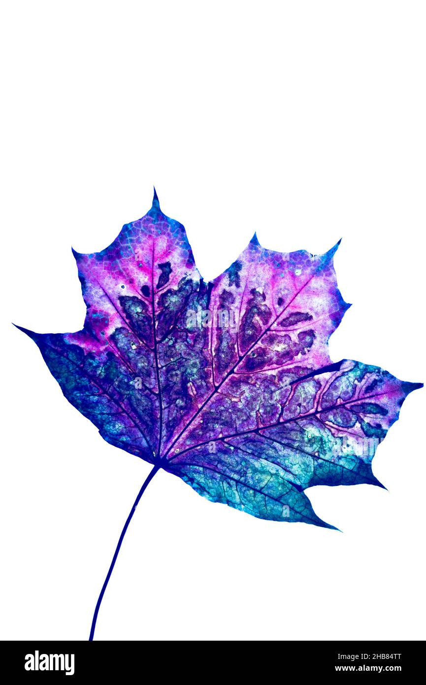 foglia di acero viola Foto Stock