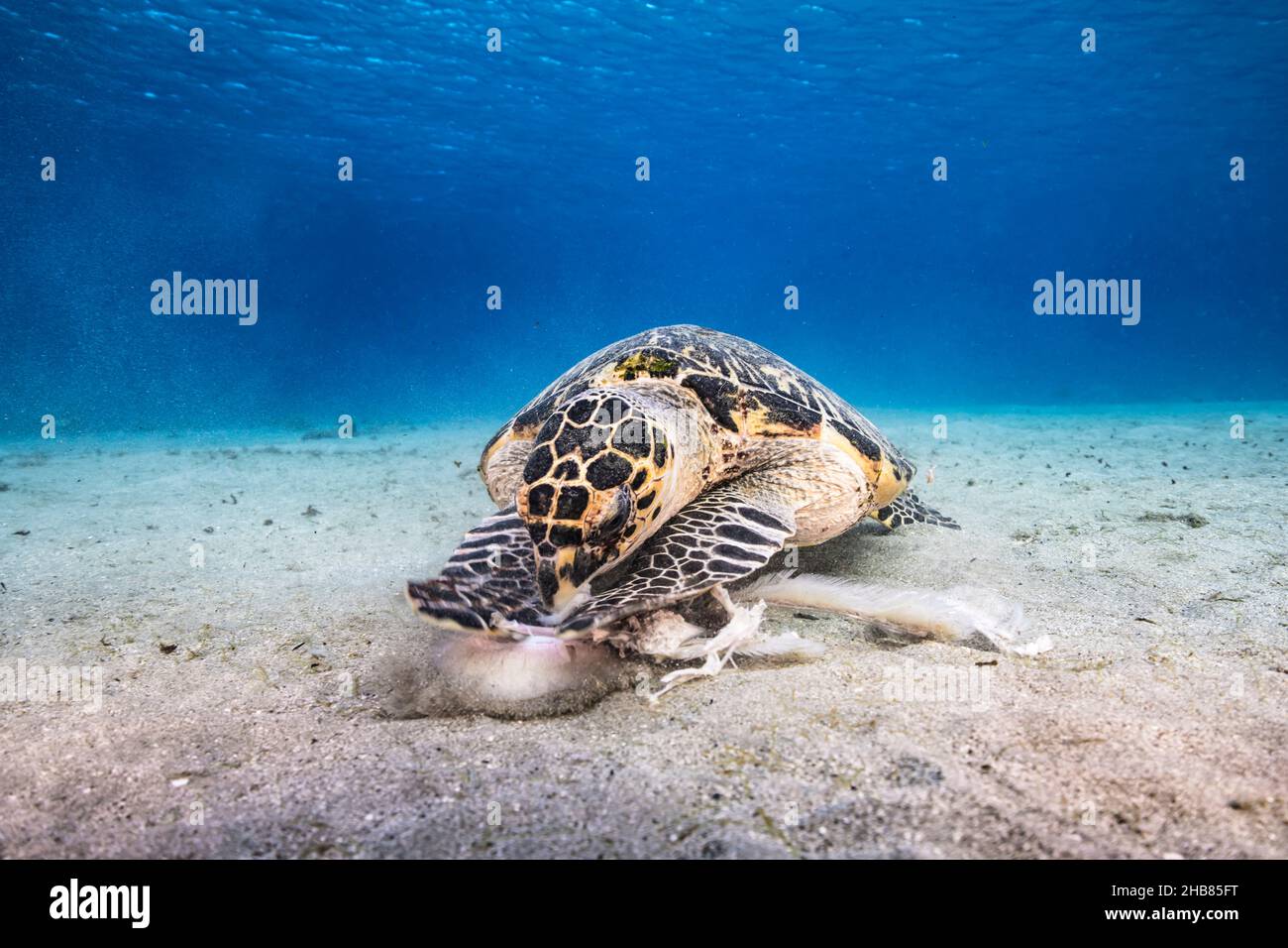 Seascape con la tartaruga marina di Hawksbill nelle acque poco profonde della barriera corallina del Mar dei Caraibi, Curacao Foto Stock