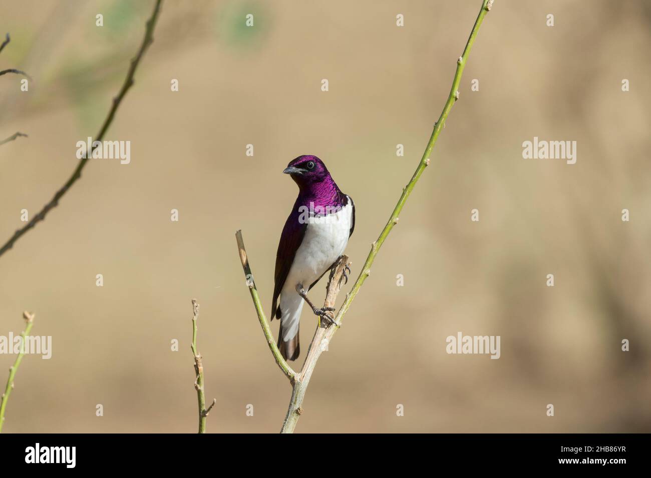 Leucogaster di Cinnyricinclus con sfondo viola, maschio adulto arroccato su stelo, Bishangari Lodge, Etiopia, aprile Foto Stock