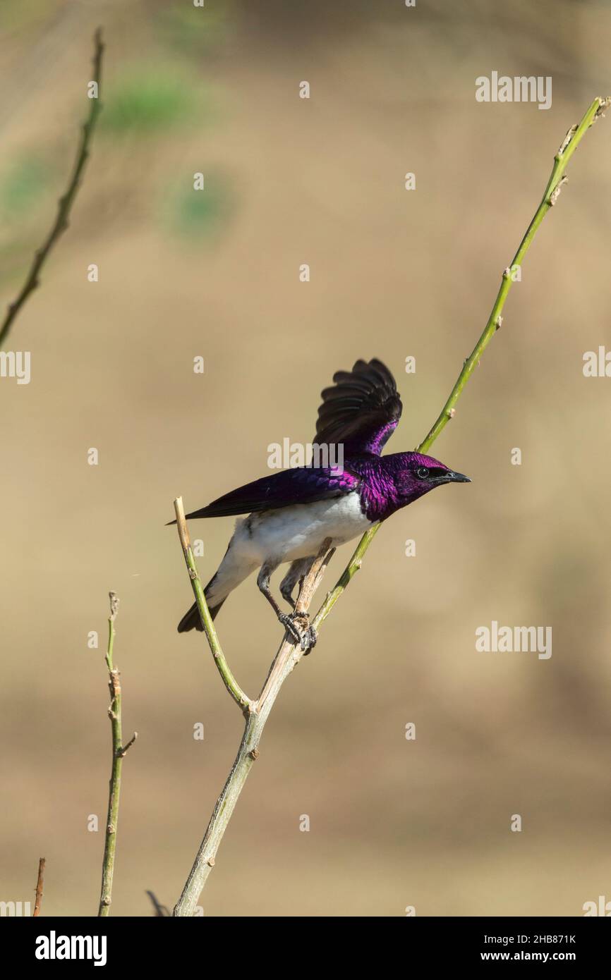 Leucogaster di Cinnyricinclus con sfondo viola, maschio adulto arroccato su stelo, Bishangari Lodge, Etiopia, aprile Foto Stock