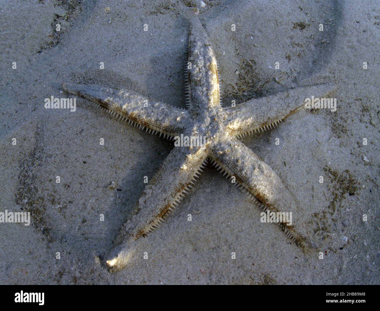 Archaster typicus è una specie di stelle marine della famiglia Archasteridae. E' comunemente conosciuta come la stella di sabbia o la stella di sabbia vagliante Foto Stock
