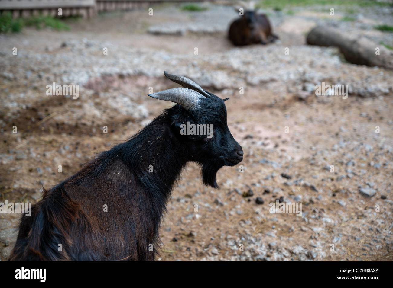 Primo piano della capra con capelli lunghi in piedi nella fattoria con sfondo sfocato Foto Stock