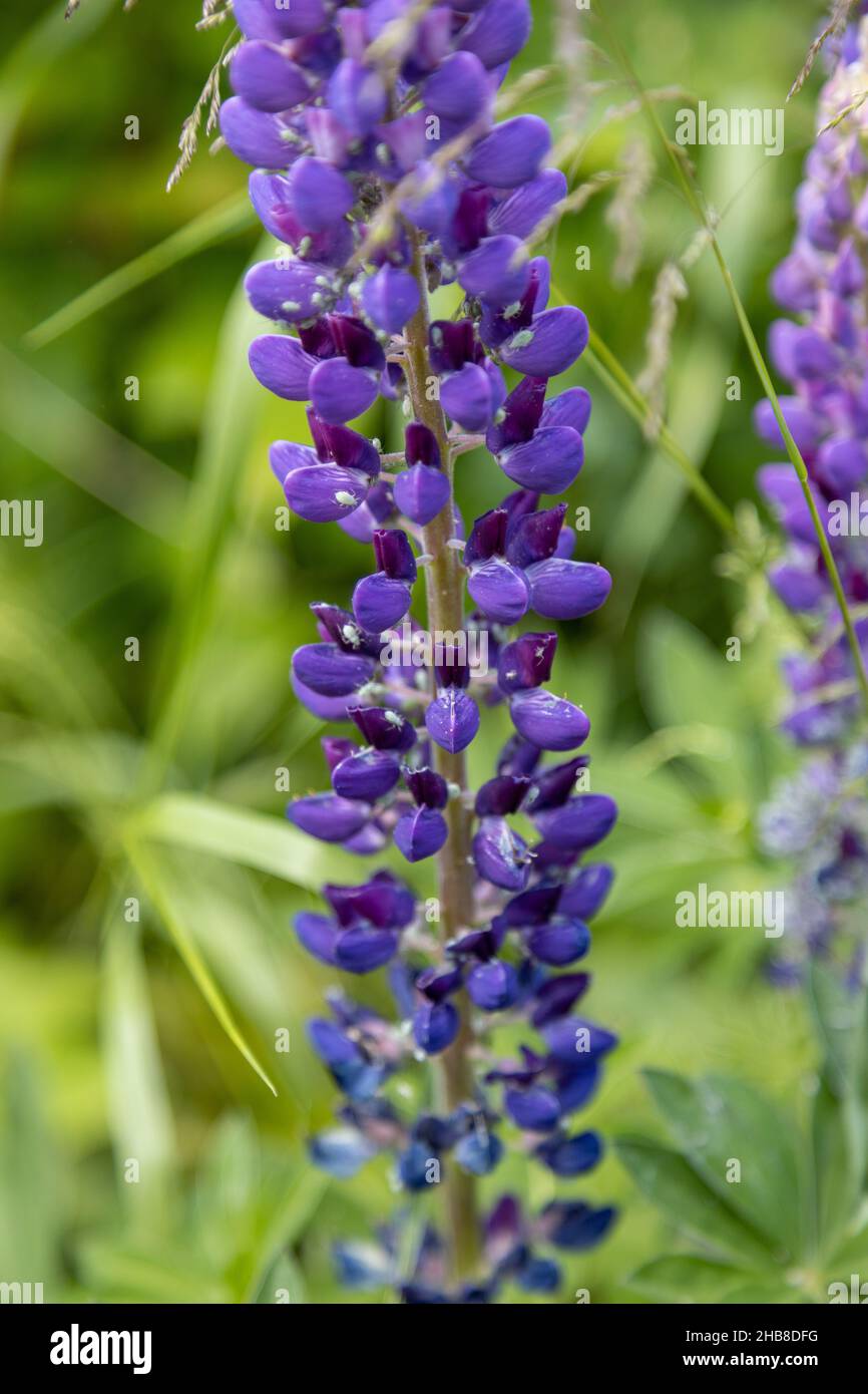 Molti afidi hanno infestato lupini viola Foto Stock